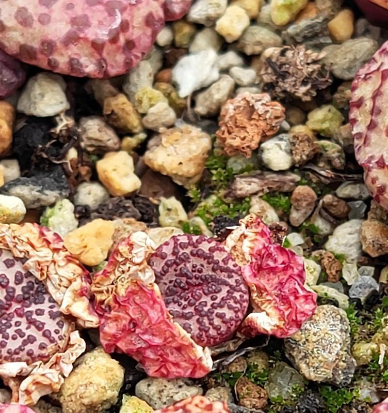TheBeautyofLivingStones（DiscoveringtheExquisiteVarietyandResilienceofSucculentPlants）