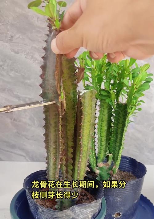 以龙骨怎么养花？（掌握龙骨养花的技巧，打造花园的瑰宝）
