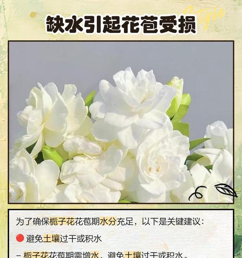 栀子花为何疯长不开花？（解决栀子花疯长不开花的有效方法）