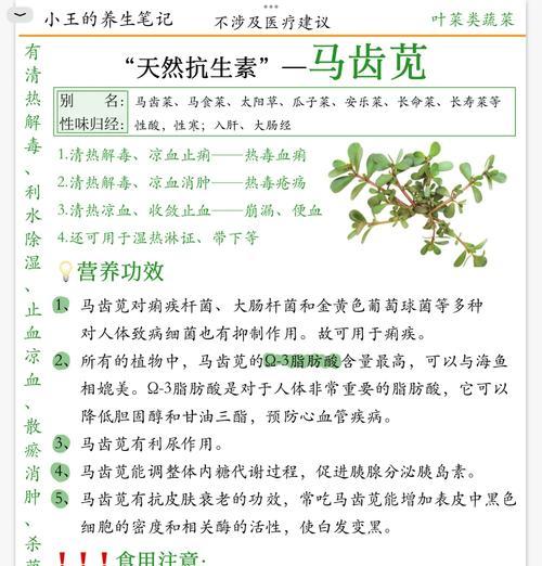 多肉马齿菜的养殖技巧（打造美丽多肉花坛的必备指南）