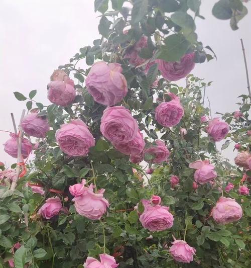 如何让盆栽月季枝叶多（有效方法让盆栽月季枝叶繁茂）