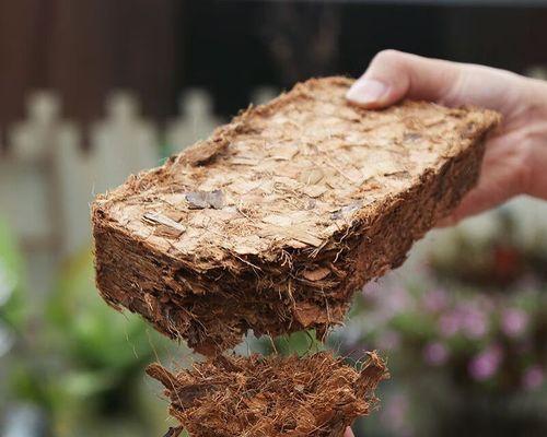 以多肉用君子兰土可以吗？（探讨多肉植物使用君子兰土的可行性和效果）