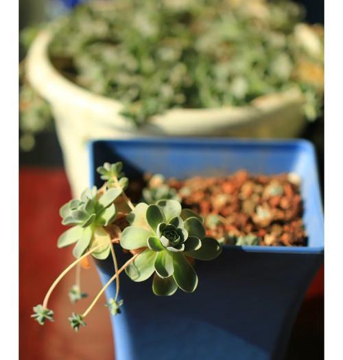 以子持莲华多肉植物成长史（探索多肉植物的独特魅力与繁衍之道）