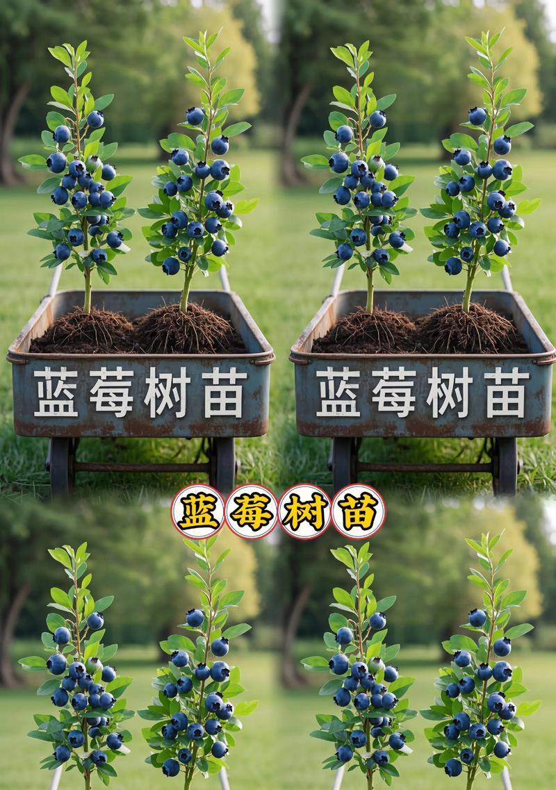 盆栽蓝莓的栽培技巧与养护要点（打造居家种植的新宠，享受自家盆栽蓝莓的美味与健康）