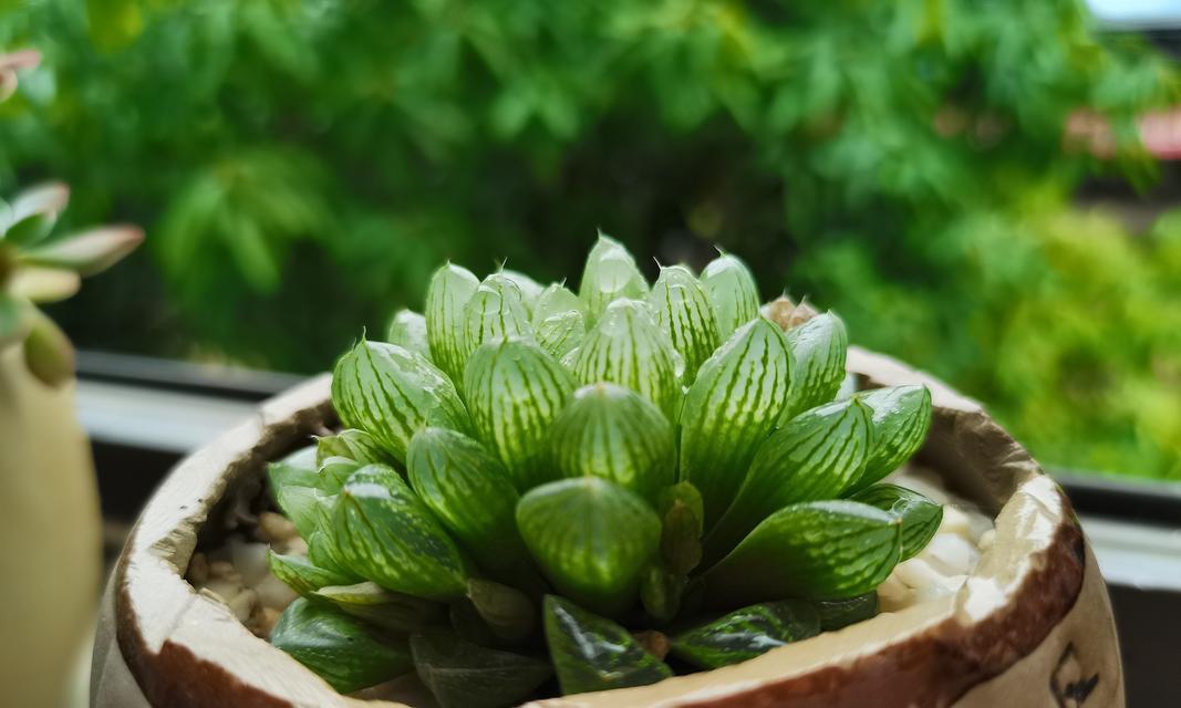 夏季多肉植物玉露养护技巧（打造健康繁盛的夏日多肉园）