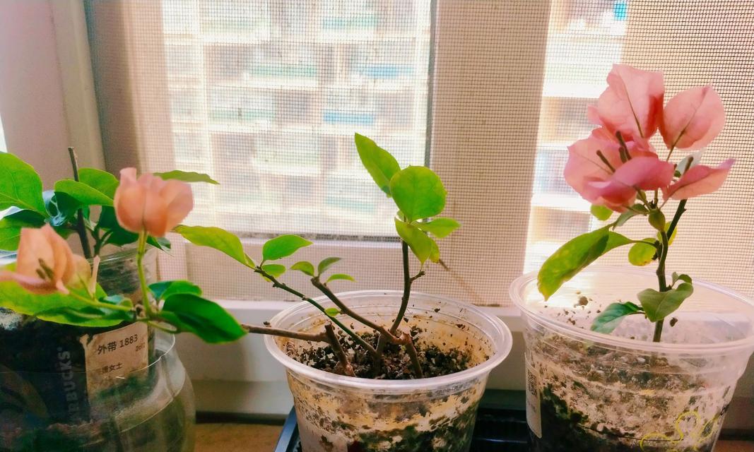 阿司匹林在盆栽中的益处（以阿司匹林促进盆栽生长和健康）