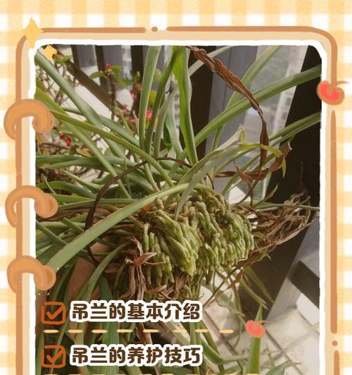 吊兰叶短出茎的奇妙变化（观察吊兰叶短出茎的因素与过程）