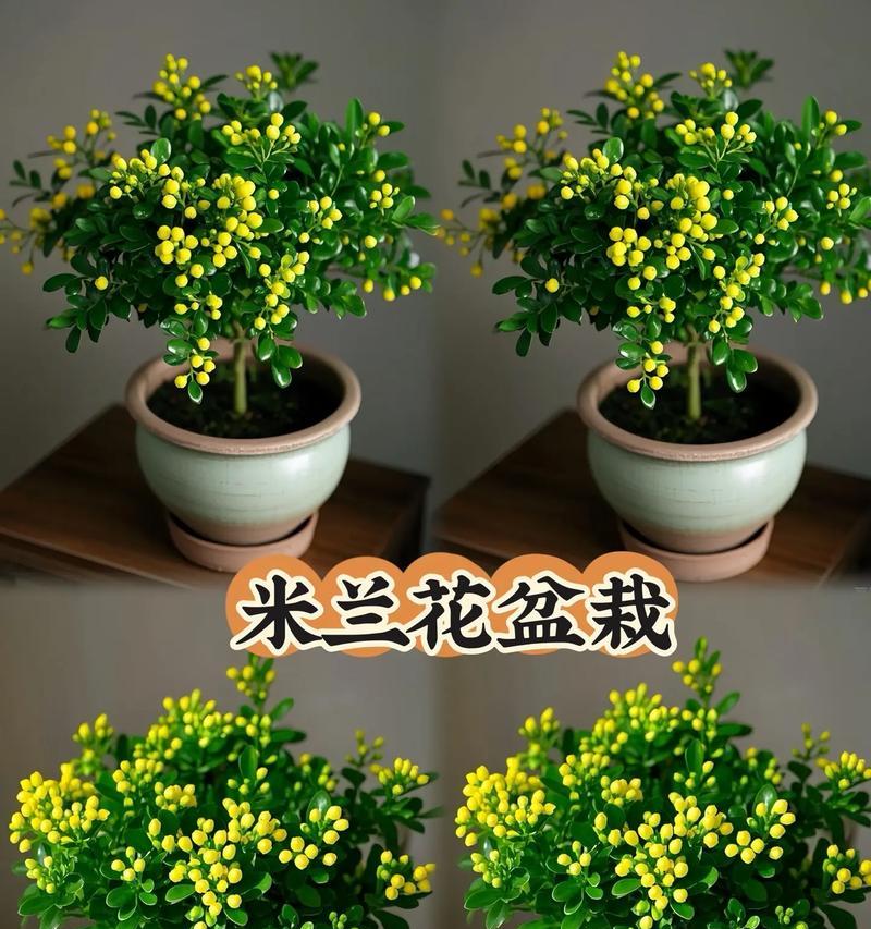 米兰盆栽的土壤选择与栽培技巧（探索适合米兰盆栽生长的土壤种类及使用方法）