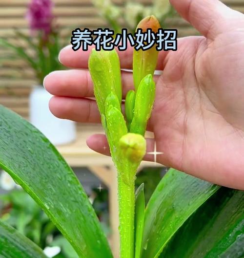 君子兰叶子多不开花的原因及解决方法（为什么君子兰叶子多却不开花？如何让君子兰开出美丽的花朵？）