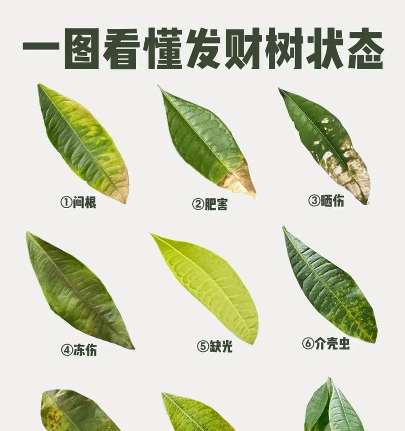 发财树根烂了发臭怎么办？（教你轻松解决发财树根烂发臭的问题）