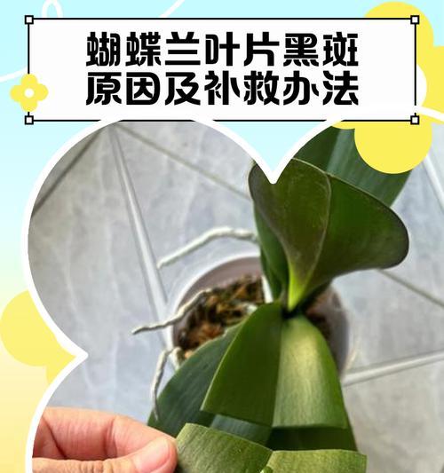 解析君子兰的心不发叶之谜（探寻君子兰心不发叶的原因与对策）