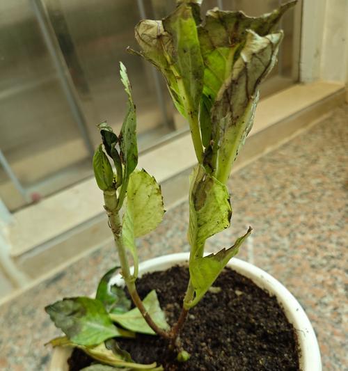 夏季盆栽无花果叶尖干枯的原因及处理方法（解决盆栽无花果叶尖干枯问题，让植物健康生长）