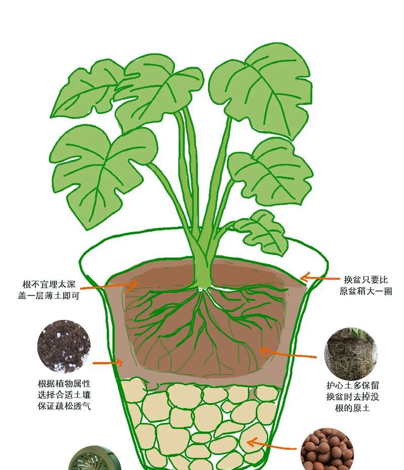 绿萝与腐叶土的完美搭配（打造健康生长的绿萝天堂）
