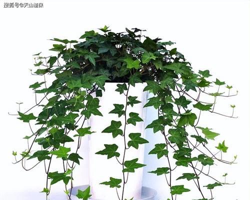 常春藤的养护指南（打造浓密绿意，照顾常春藤的关键）