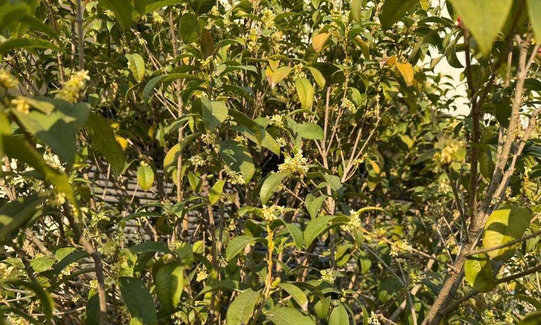 冬天的桂花之美（冬日里怀抱香气的桂花）