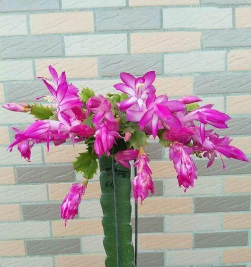 火龙果盆栽种植指南（从选种到养护，打造火龙果盆栽的绿色家园）