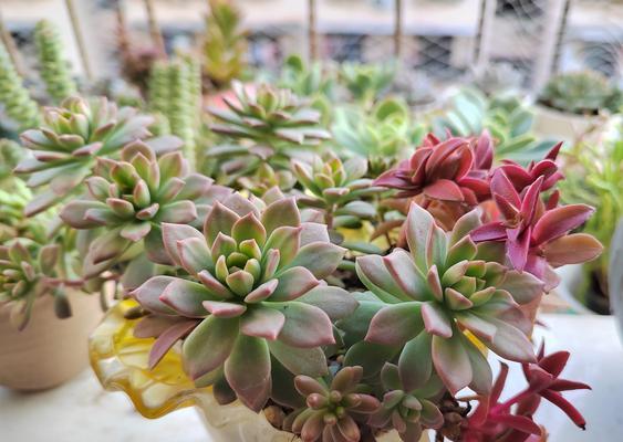 多肉火祭土栽培的最佳选择（以什么土栽培能让多肉火祭更加美妙？）