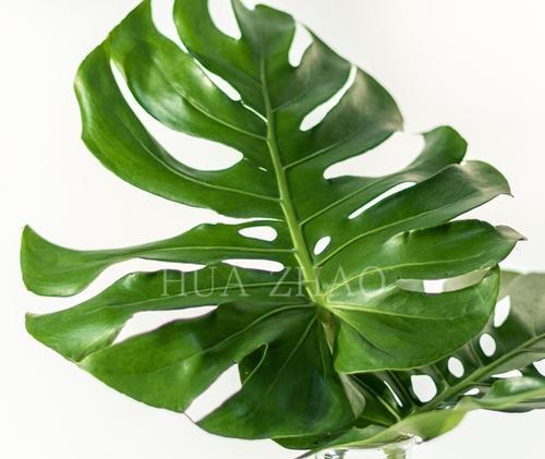 如何养护剪下的龟背叶——打造迷人的绿色家居（简单易行的方法和关键技巧让龟背叶焕发生机）