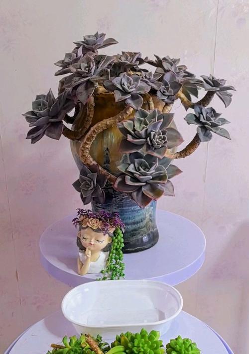 土壤湿度对多肉植物生长的影响（探究土壤湿度对多肉植物生长发育的重要性与注意事项）