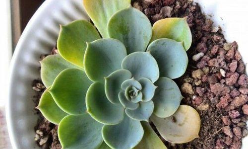 如何有效处理黑腐玉蝶的问题（保护植物生态，有效控制黑腐玉蝶）