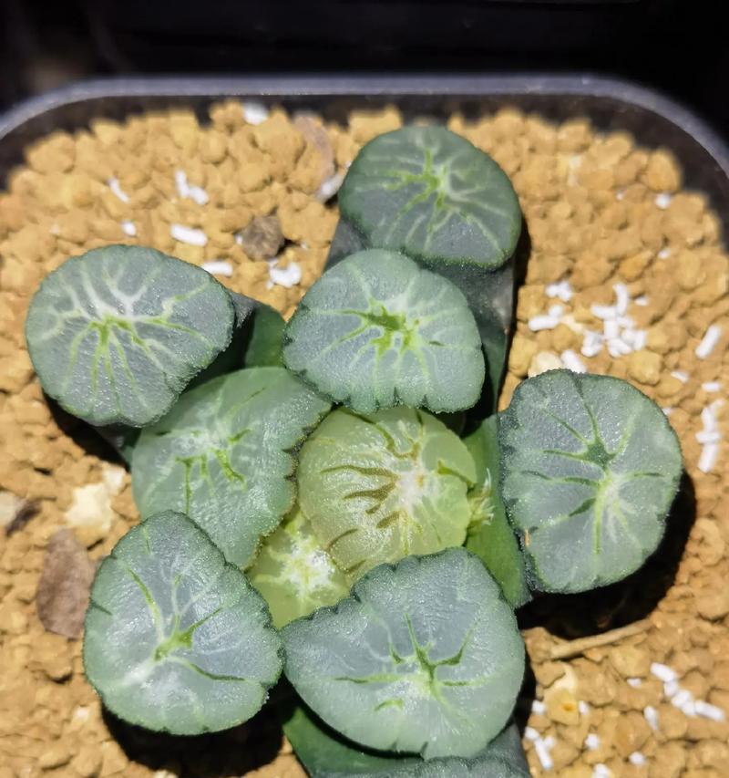 如何养护乌羽玉小球，让其保持翠绿生机（乌羽玉小球养护要点及注意事项）