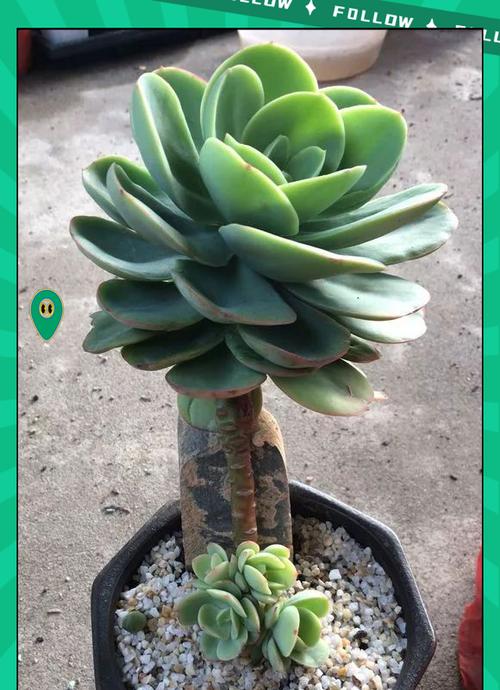 老桩多肉移栽的技巧与注意事项（以老桩多肉移栽为主题的栽培方法和注意事项）