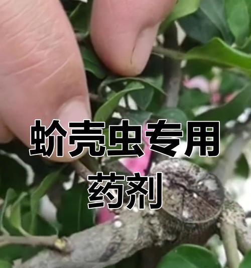 鲜花有蚧壳虫怎么办？（有效清除蚧壳虫，保护鲜花健康）