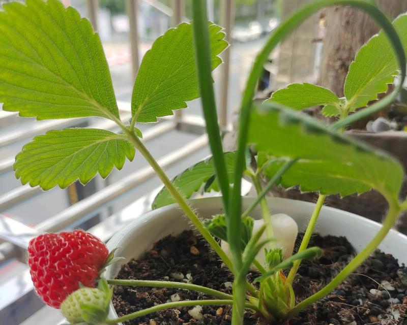 新鲜草莓种盆栽的方法与技巧（在家中种植属于自己的草莓）