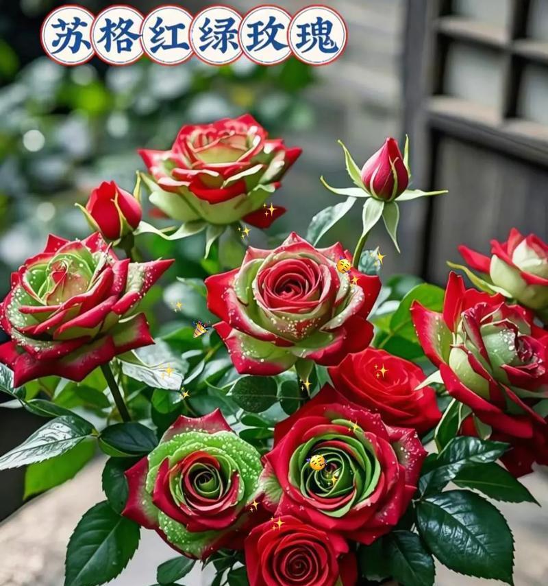 如何培养玫瑰花大而美丽