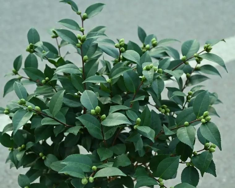 盆栽茶花为何不长叶？（探寻盆栽茶花叶子不生长的原因及解决方法）