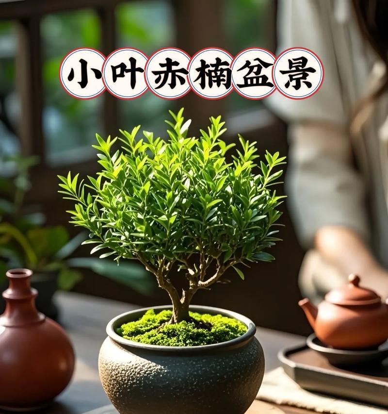 赤楠栽培指南（从种子到参天巨树，掌握赤楠栽培的技巧与窍门）