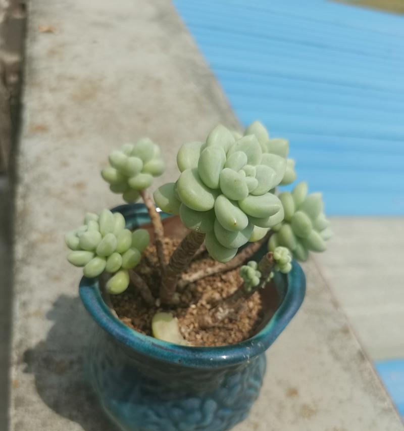 探秘多肉植物的肥肥胖胖之道（打造丰满健康的多肉家族，享受多肉美好）