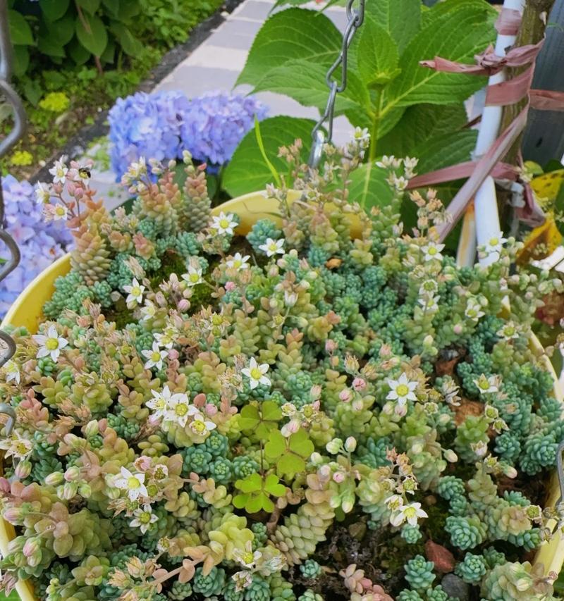 《探秘旋叶姬星美人种植技巧》（打造迷人花坛，从旋叶姬星美人开始）