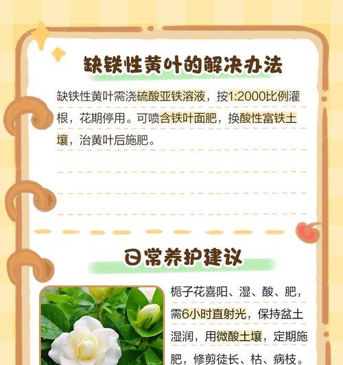 栀子花发黄的原因及处理方法（探究栀子花发黄的背后原因，教你如何正确处理）