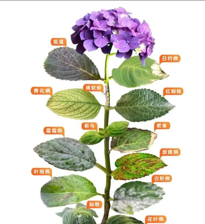 轻松学习如何种植刺球花（打造美丽花园的秘诀，刺球花种植全攻略）