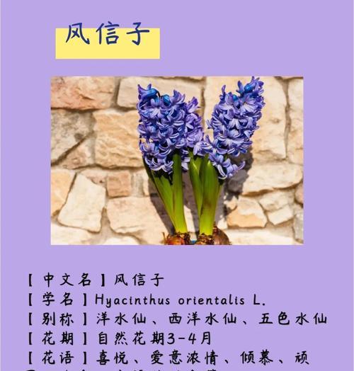 风信子花谢后的护理方法（让花卉继续盛放的小窍门）