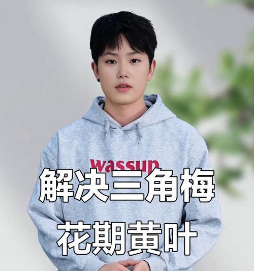 秋天四季梅黄叶的奇妙变化（秋天四季梅黄叶的形成过程及美丽景观）