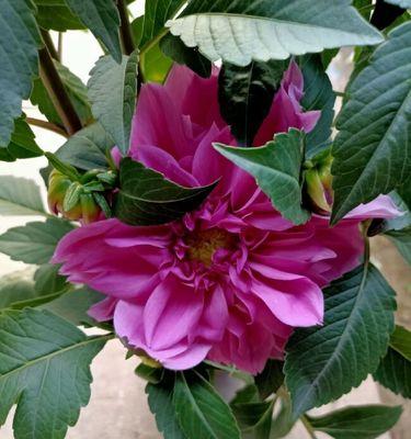 在家种植大丽花的乐趣与技巧（探索大丽花盆栽的奇妙世界，让家居生活更有活力）