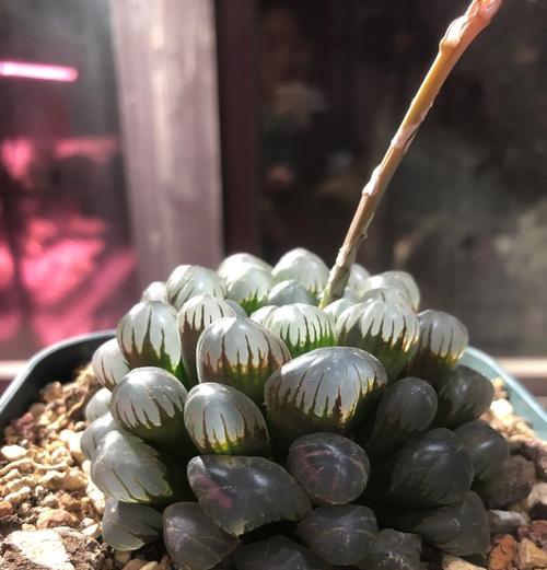 《盛开在十二卷上的多肉之美》（探索多肉世界的无限可能）