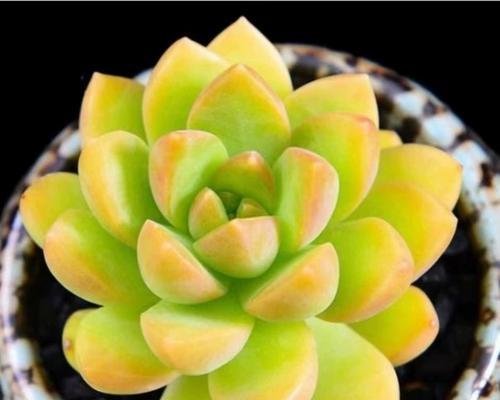 多肉植物黄丽开花之奇迹（揭秘黄丽如何绽放美丽的花朵）