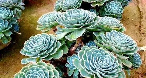 以玉碟度过夏天的乐趣（感受夏季清凉与美味的完美结合）