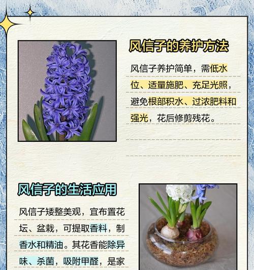 风信子花的种植与护理（以风信子的土配方为主题，探讨风信子的种植与养护技巧）