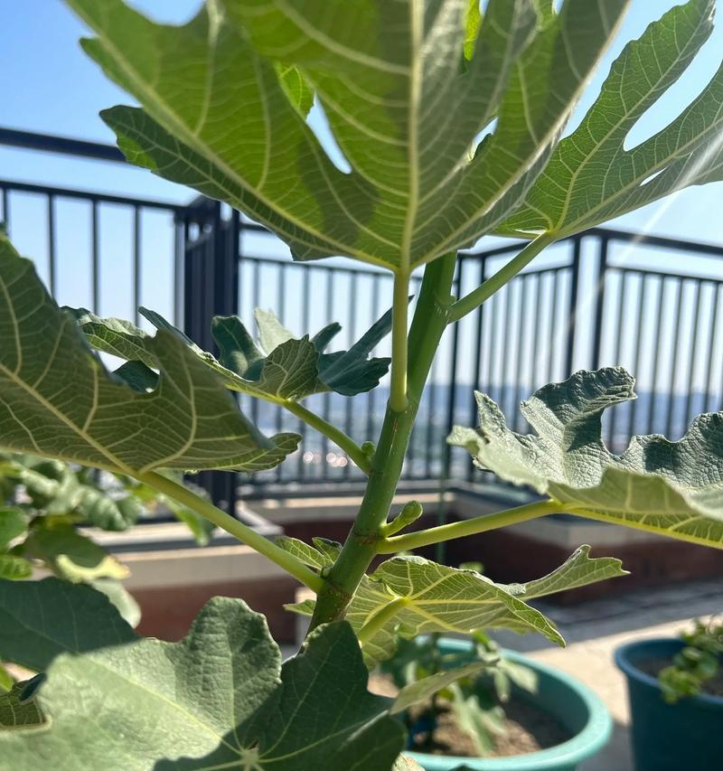 盆栽果树常见病害及防治方法（探寻盆栽果树病害的根源，为果树健康保驾护航）