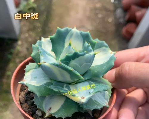 打造健康的雷神多肉（学会正确养护雷神多肉，让其长势蓬勃）