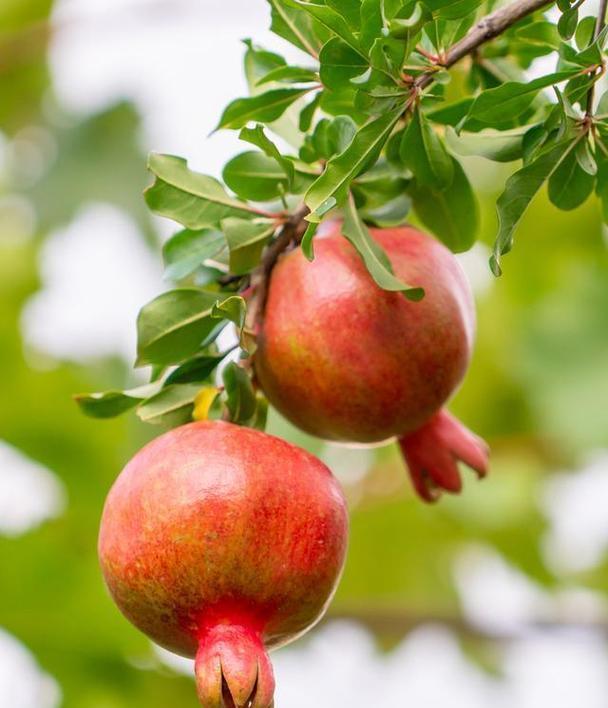 家养盆栽的美食园地（在家享受新鲜水果的乐趣）