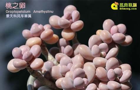 多肉桃卵养殖技术指南（如何成功养殖多肉桃卵以及注意事项）