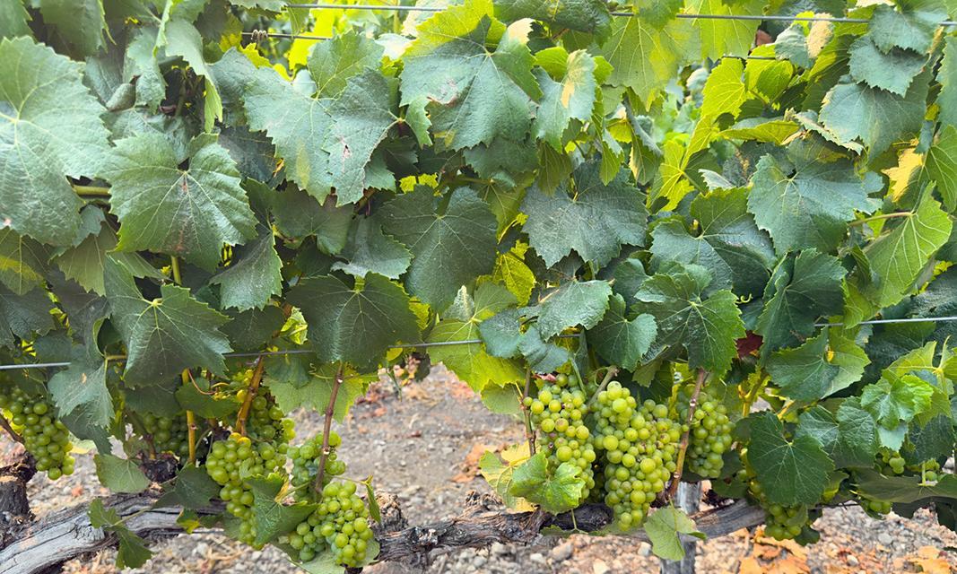 老葡萄树的养护技巧（从栽培到修剪，助您打造健康的老葡萄树）