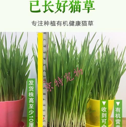 盆栽零食制作法（以简单的材料和方法，在家轻松制作美味可口的盆栽零食）