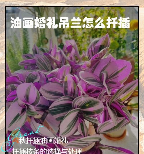 以酒瓶兰扦插繁殖的方法（掌握关键步骤，成功繁殖酒瓶兰）