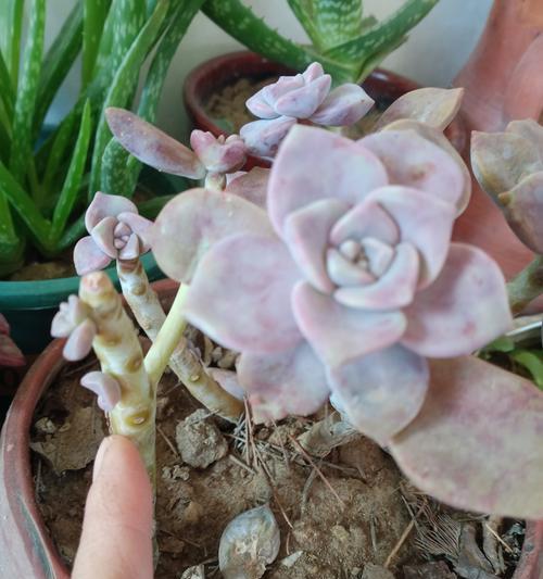 解决多肉植物叶子老是干的方法（养育多肉植物，从叶子的湿润开始）